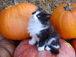 Cat on a Pumpkin