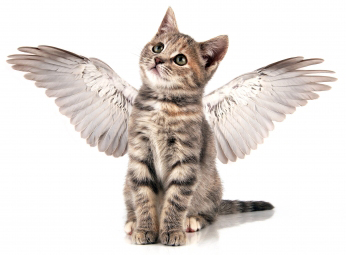 kitten with angel wings